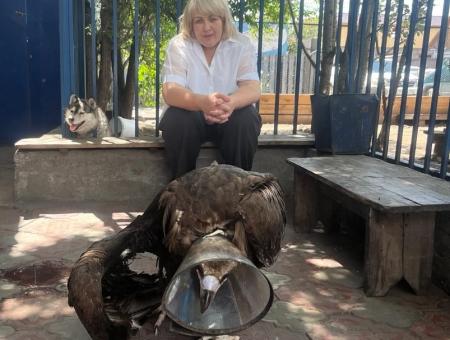 Animal rights activists saved a black vulture from lead poisoning in Kyzyl